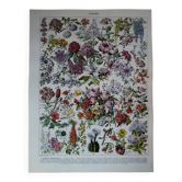 Original lithograph on flowers (2)