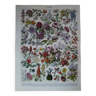 Original lithograph on flowers (2)