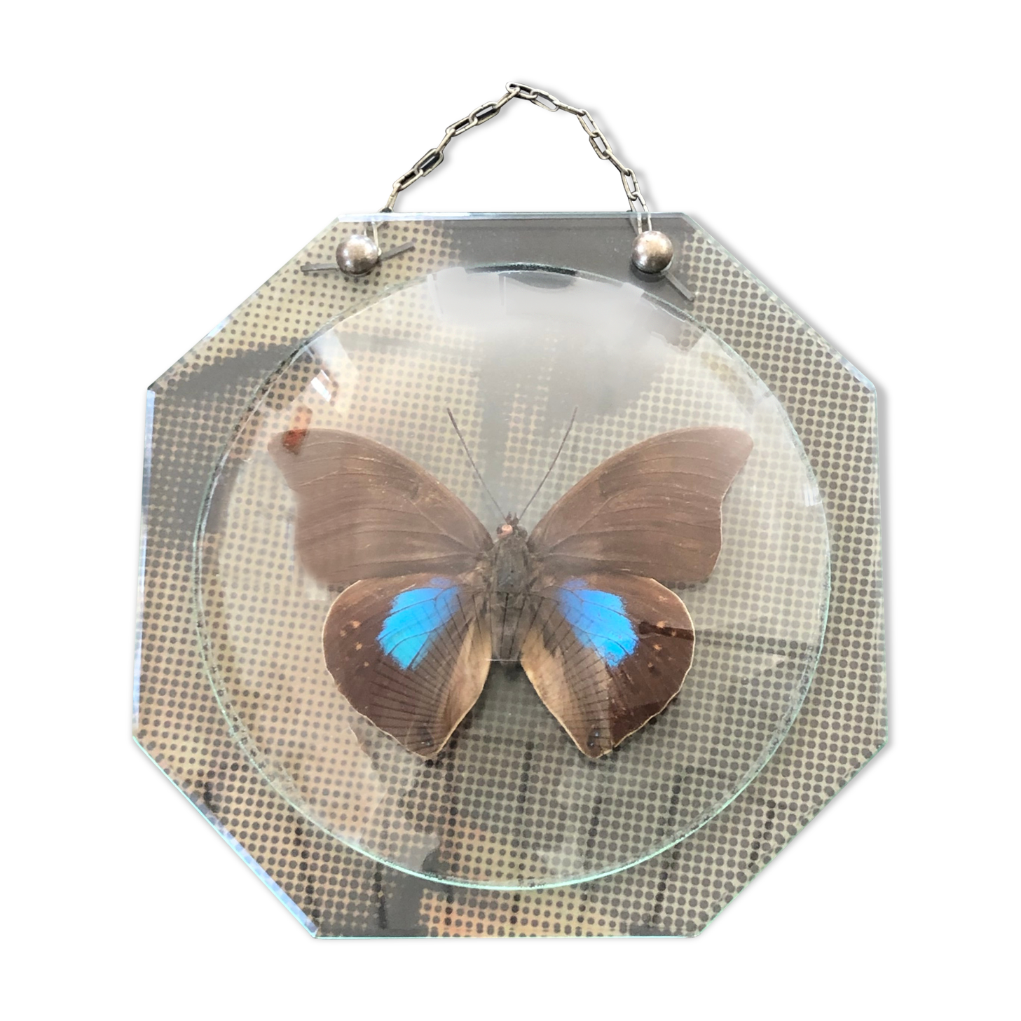 Naturalized vintage butterfly under glass globe