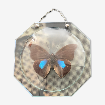 Papillon naturalisé vintage sous globe de verre