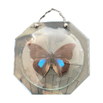 Naturalized vintage butterfly under glass globe