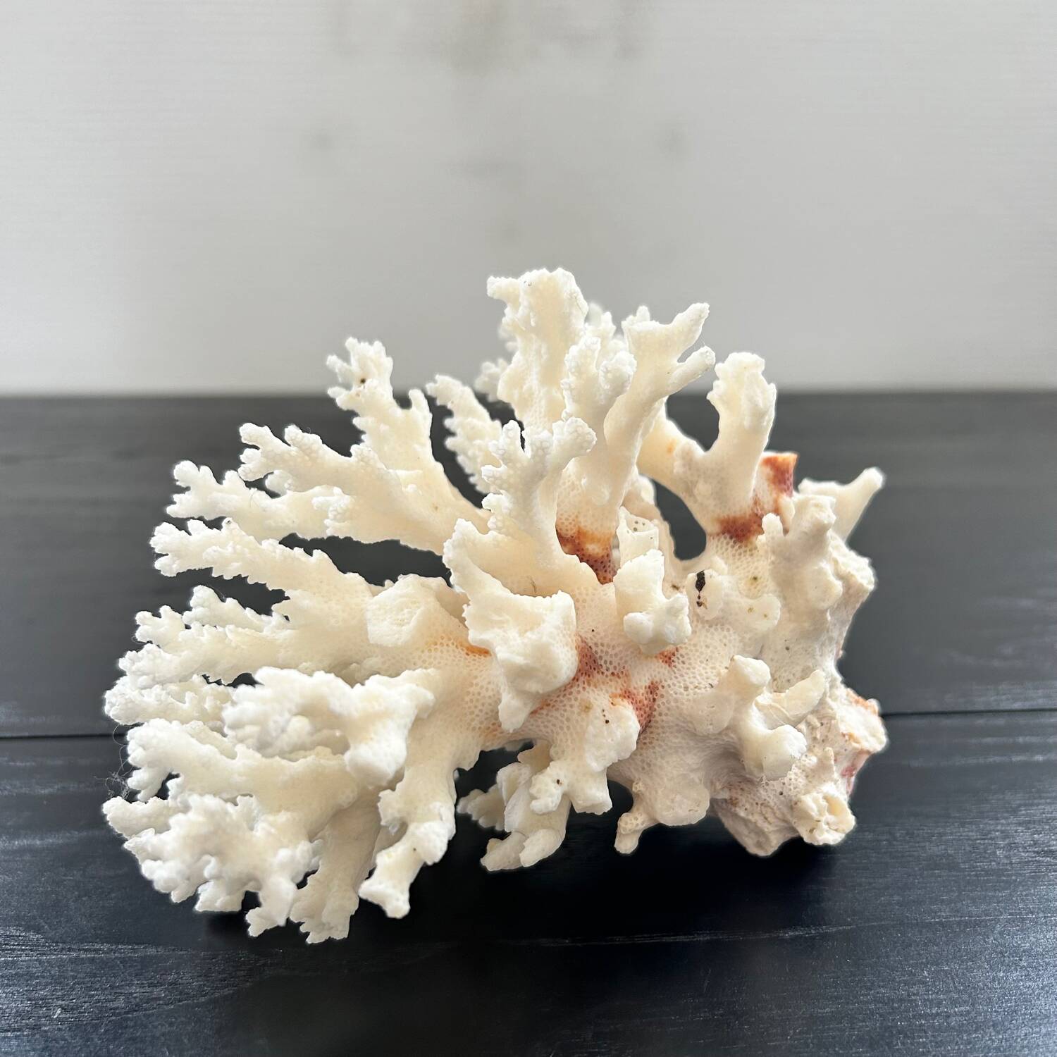 Large white coral