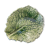 Empty cabbage leaf pocket
