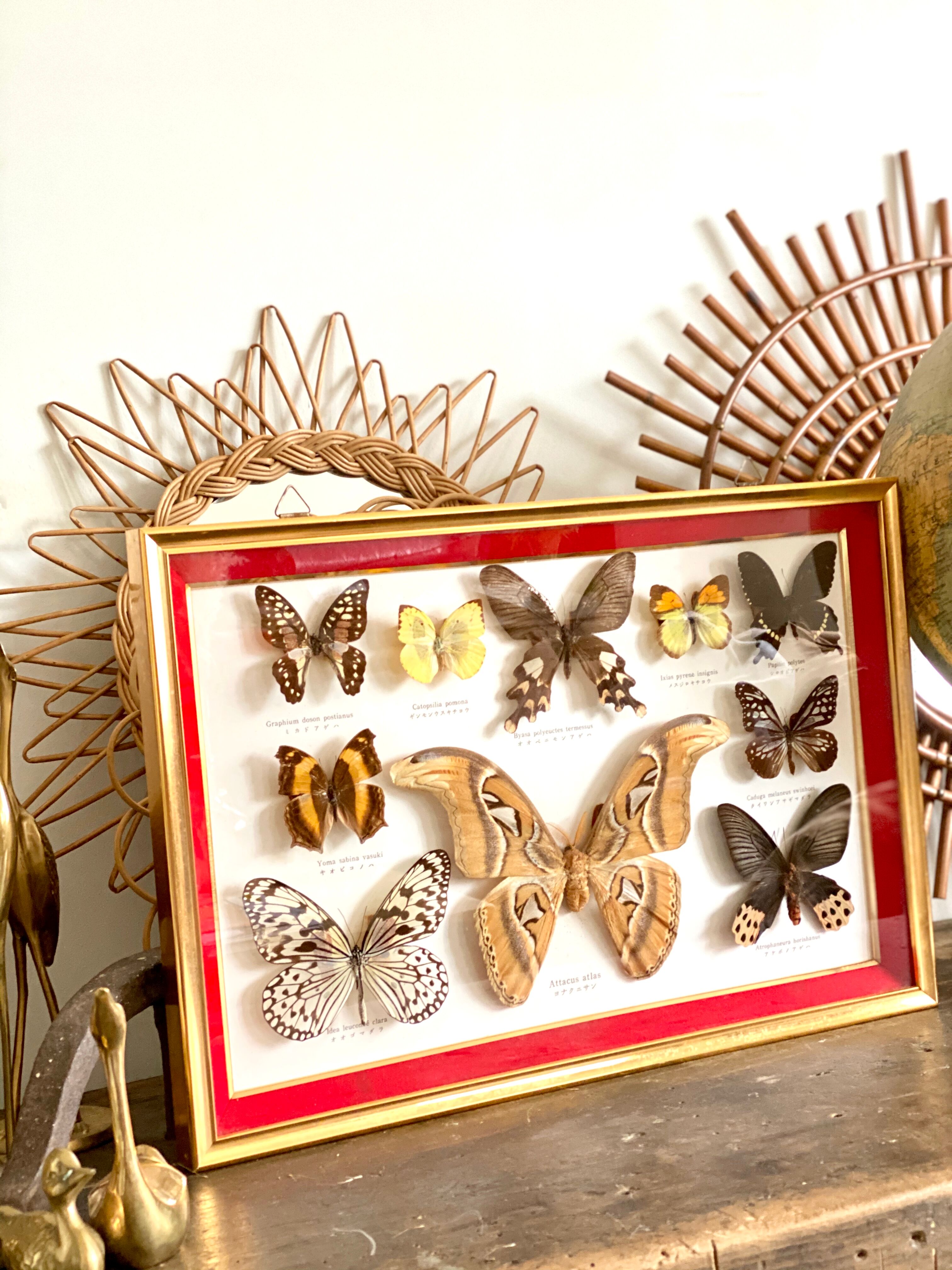 Naturalized butterfly frame