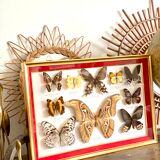 Naturalized butterfly frame