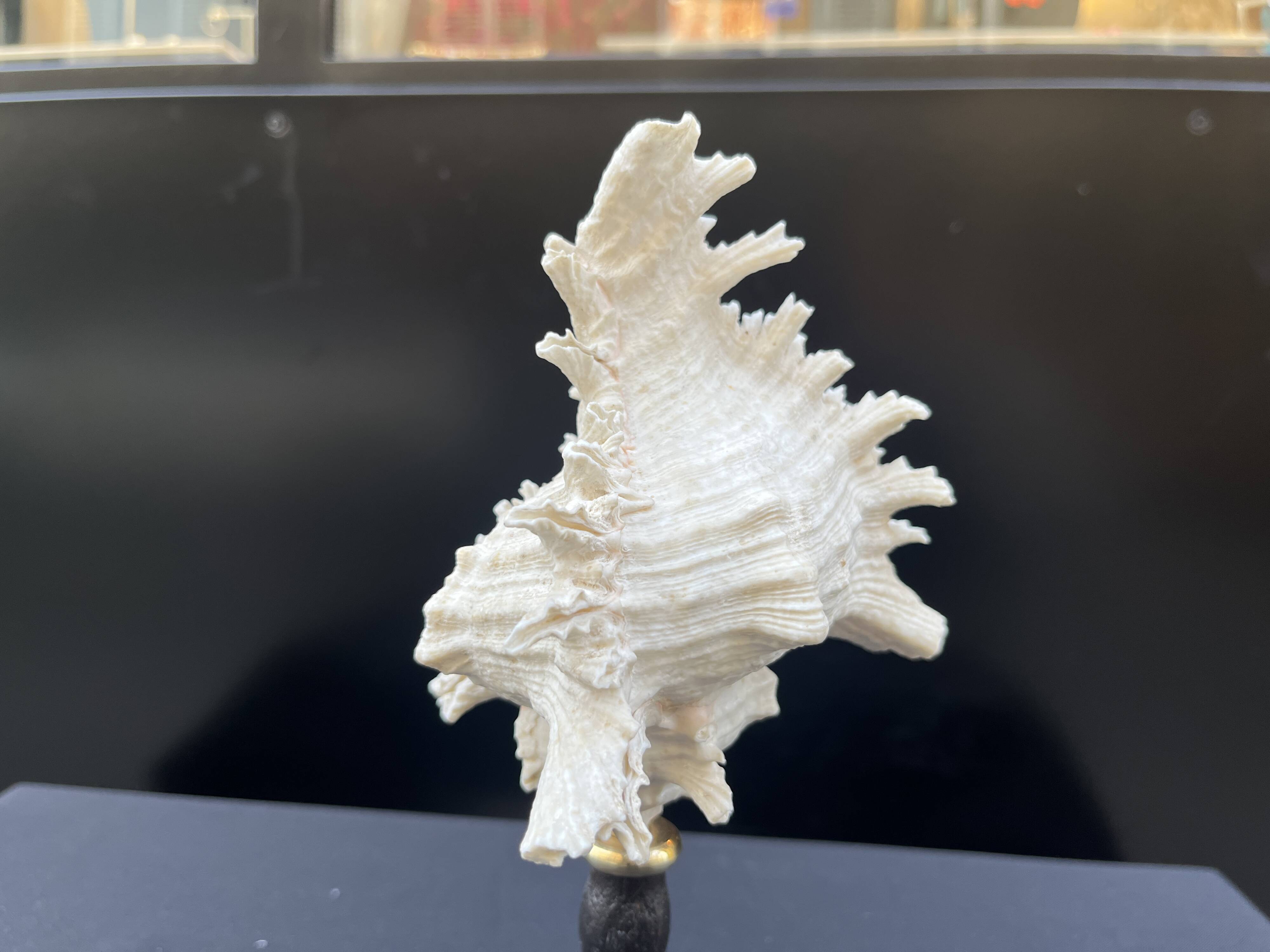 Ancien Coquillage Murex Ramosus sur socle en bois tourné Napoléon III XIXe