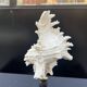 Ancien Coquillage Murex Ramosus sur socle en bois tourné Napoléon III XIXe