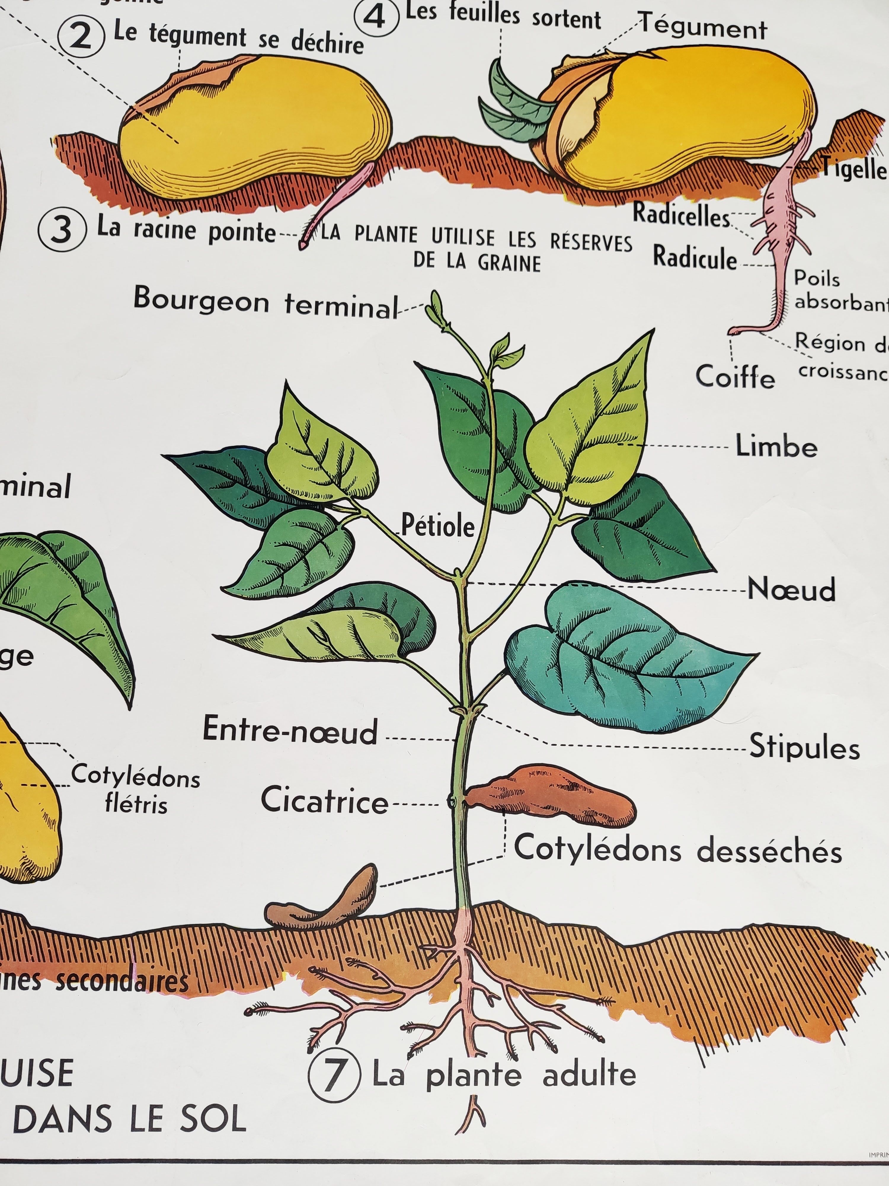 Vintage school poster MDI plant/germination