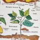 Vintage school poster MDI plant/germination