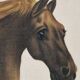 La Roche Laffitte (Born in 1943) - Watercolour drawing on fabric - Horse