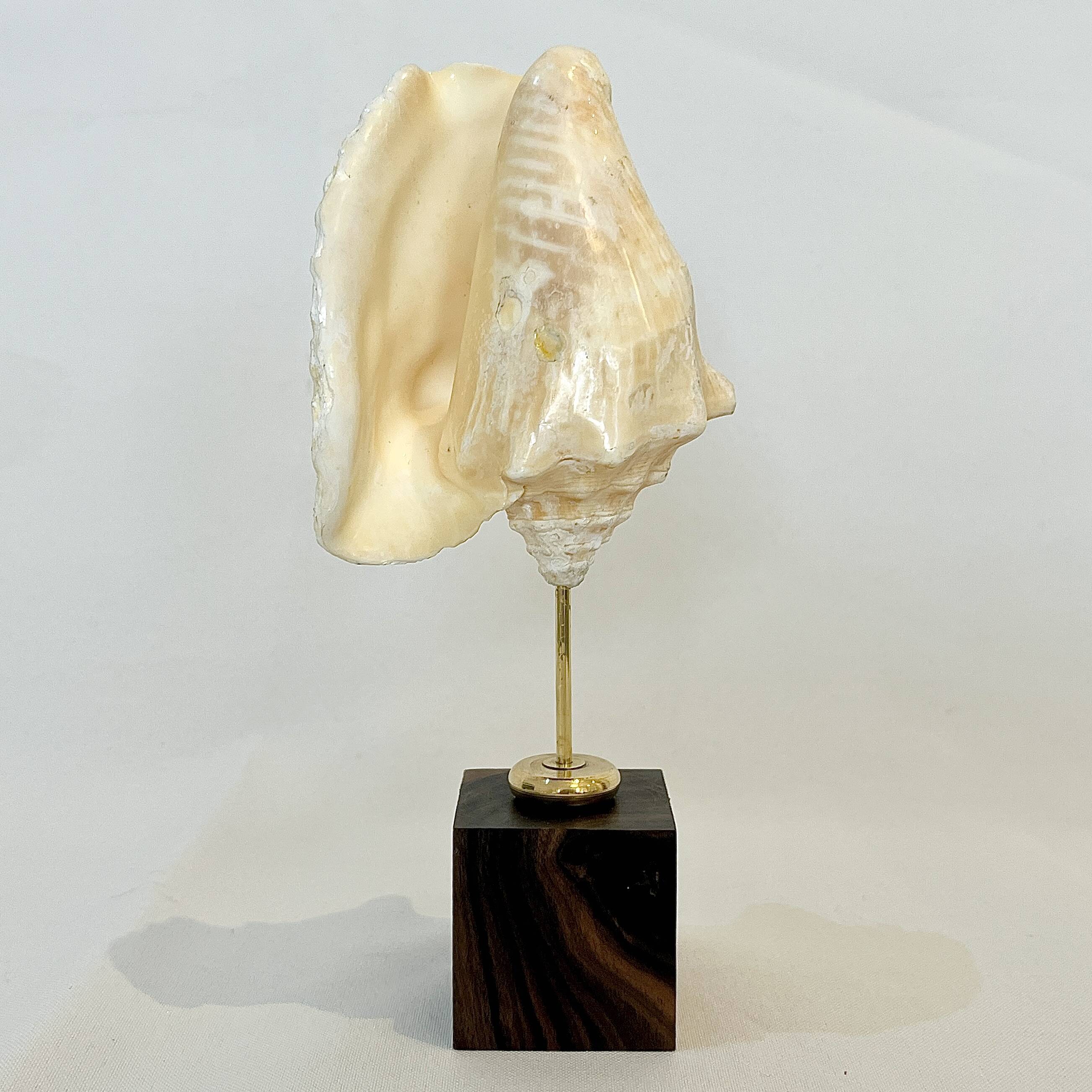 Shell on base "conch Strombus Latus" cabinet of curiosities