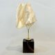 Shell on base "conch Strombus Latus" cabinet of curiosities