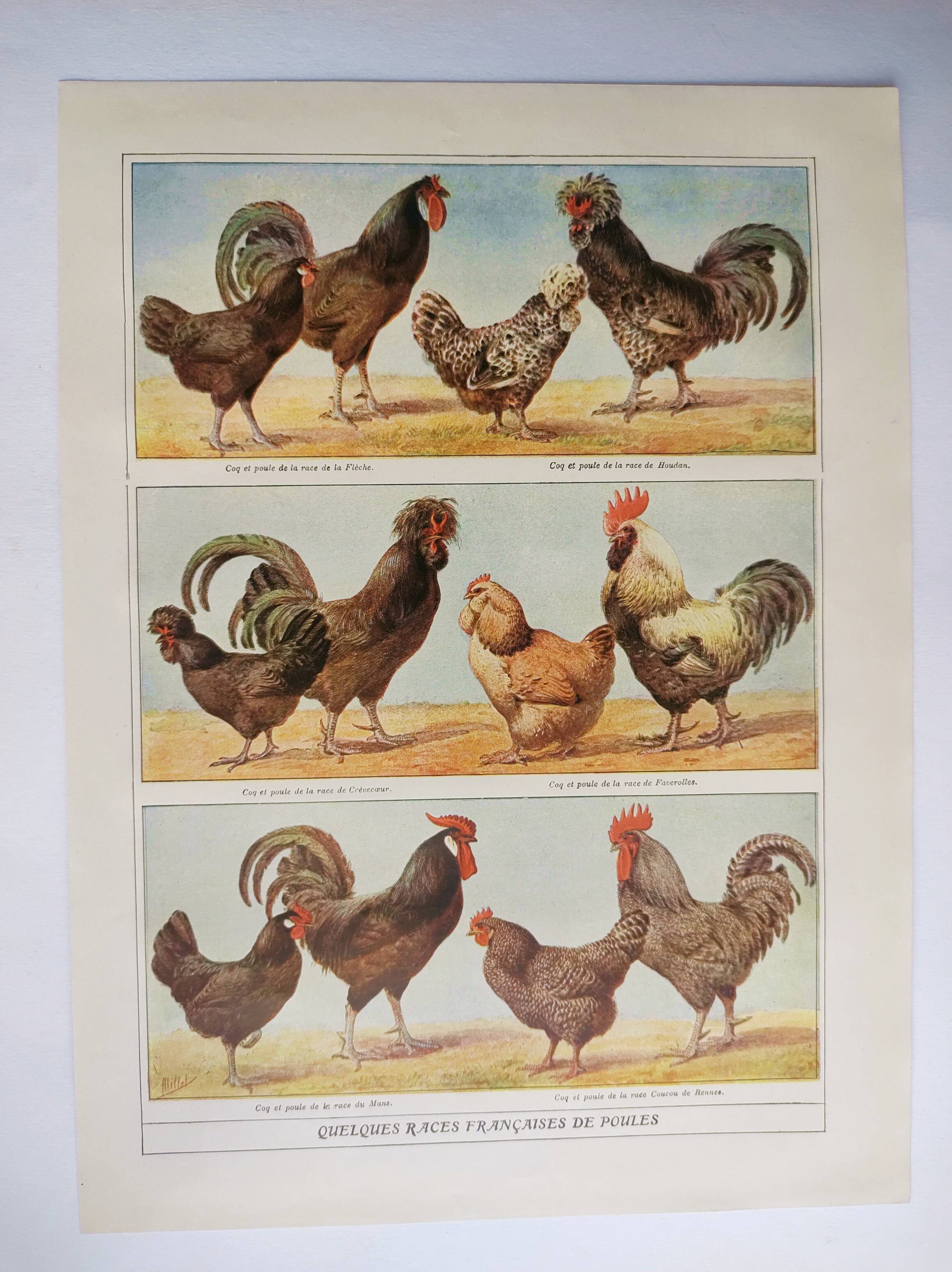 Antique engraving from 1920 - Hens and roosters 1 - Original plate by A. Millot