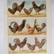 Antique engraving from 1920 - Hens and roosters 1 - Original plate by A. Millot