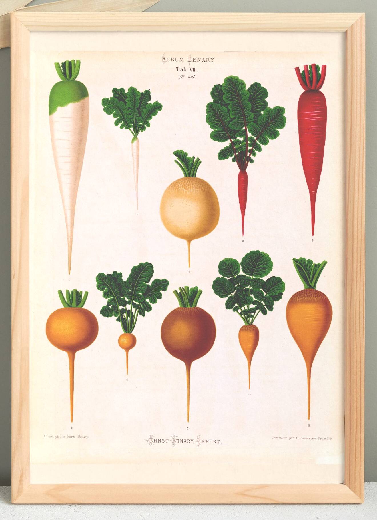 Poster about white radishes, based on an old engraving from 1886.