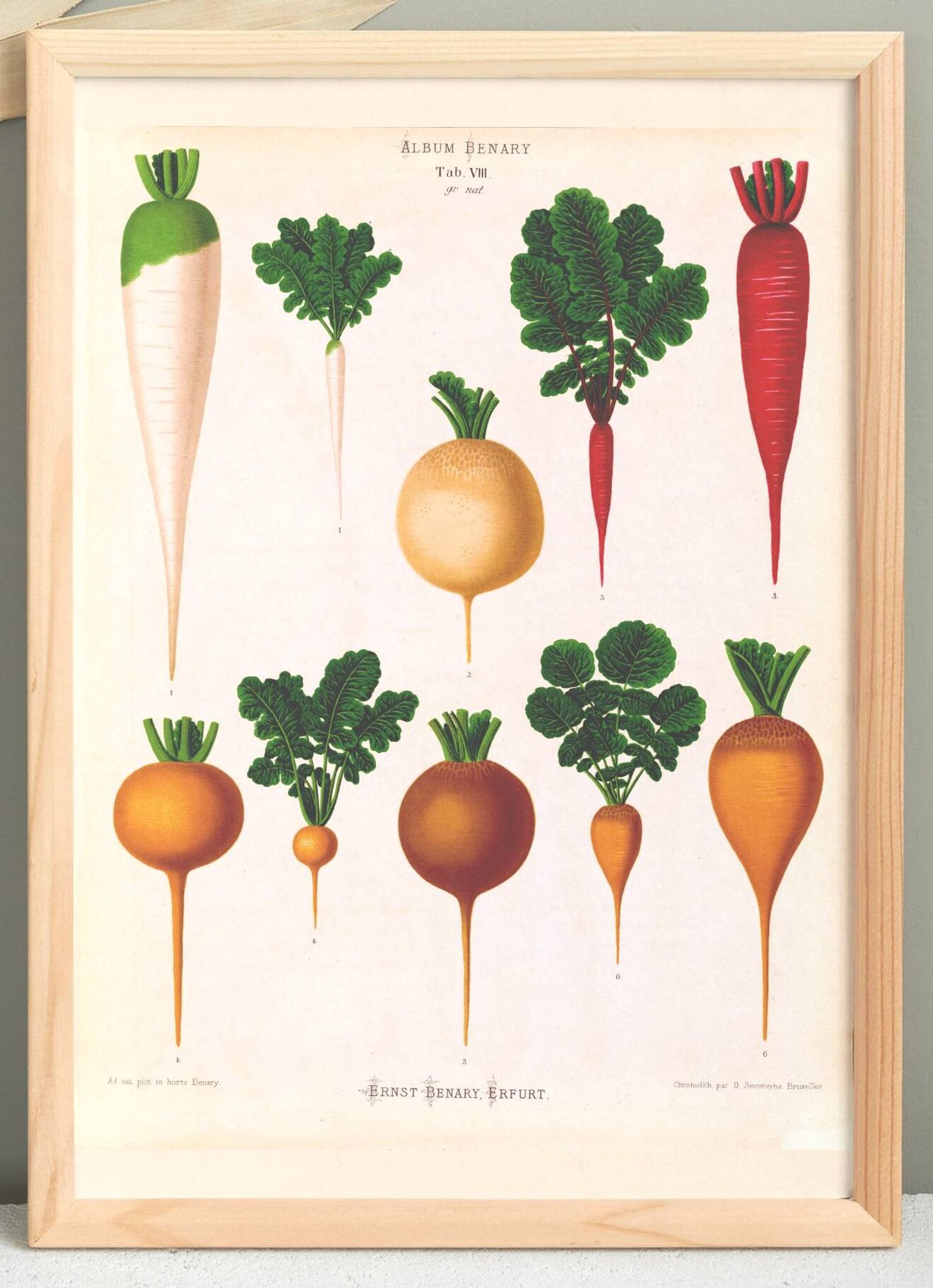 Affiche sur les radis blancs, d’après une gravure ancienne de 1886.
