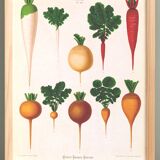Poster about white radishes, based on an old engraving from 1886.