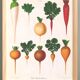 Poster about white radishes, based on an old engraving from 1886.