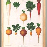Affiche sur les radis blancs, d’après une gravure ancienne de 1886.