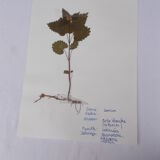 Set of 6 herbarium boards No.4