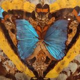 Vintage Brazilian inlaid tray Morpho butterfly wings, 1930s