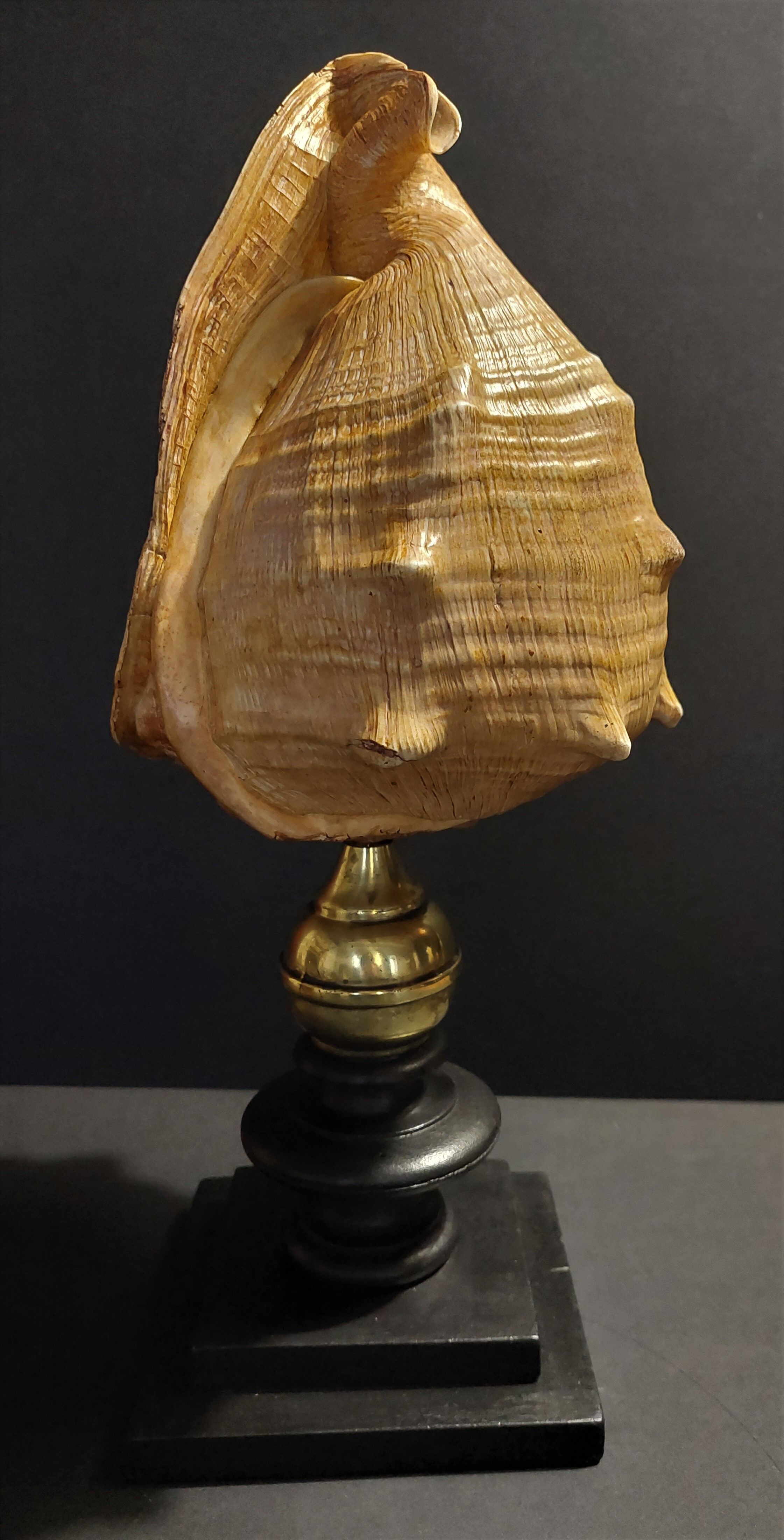 Cabinet of Curiosities shell blackcurrant cornuta on base