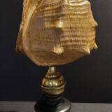 Cabinet of Curiosities shell blackcurrant cornuta on base