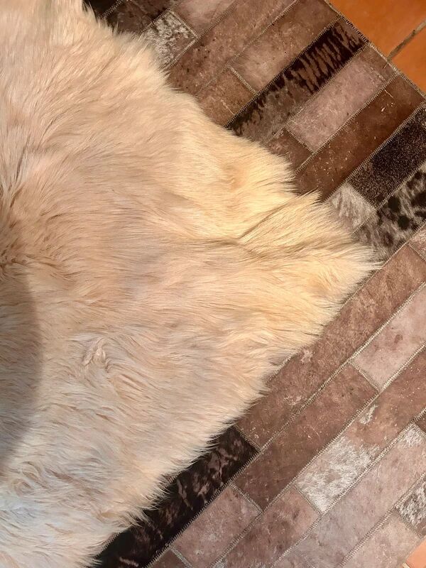 Animal skin rug