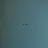 Mirror psyche lipstick vintage design 70 space age 145cm