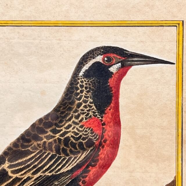 Starling engraving of the Magellanic lands