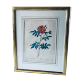 Botanical engraving framed