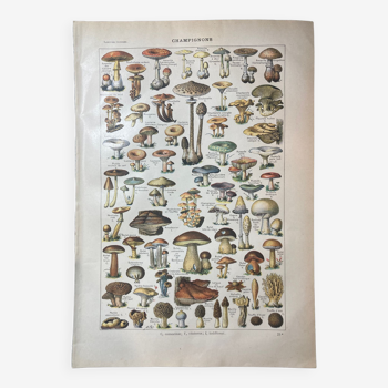 Lithograph on mushrooms from 1922