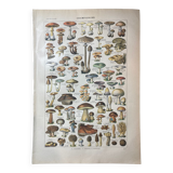 Lithograph on mushrooms from 1922