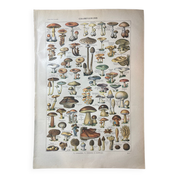 Lithographie sur les champignons de 1922