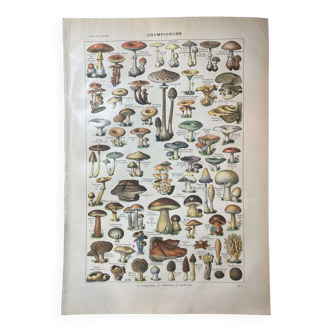 Lithographie sur les champignons de 1922