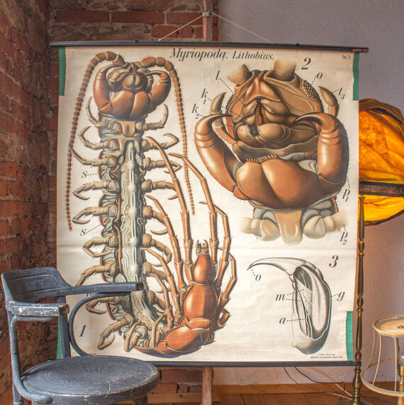 Poster of the 20th century Paul Pfurtscheller "centipede" 1912