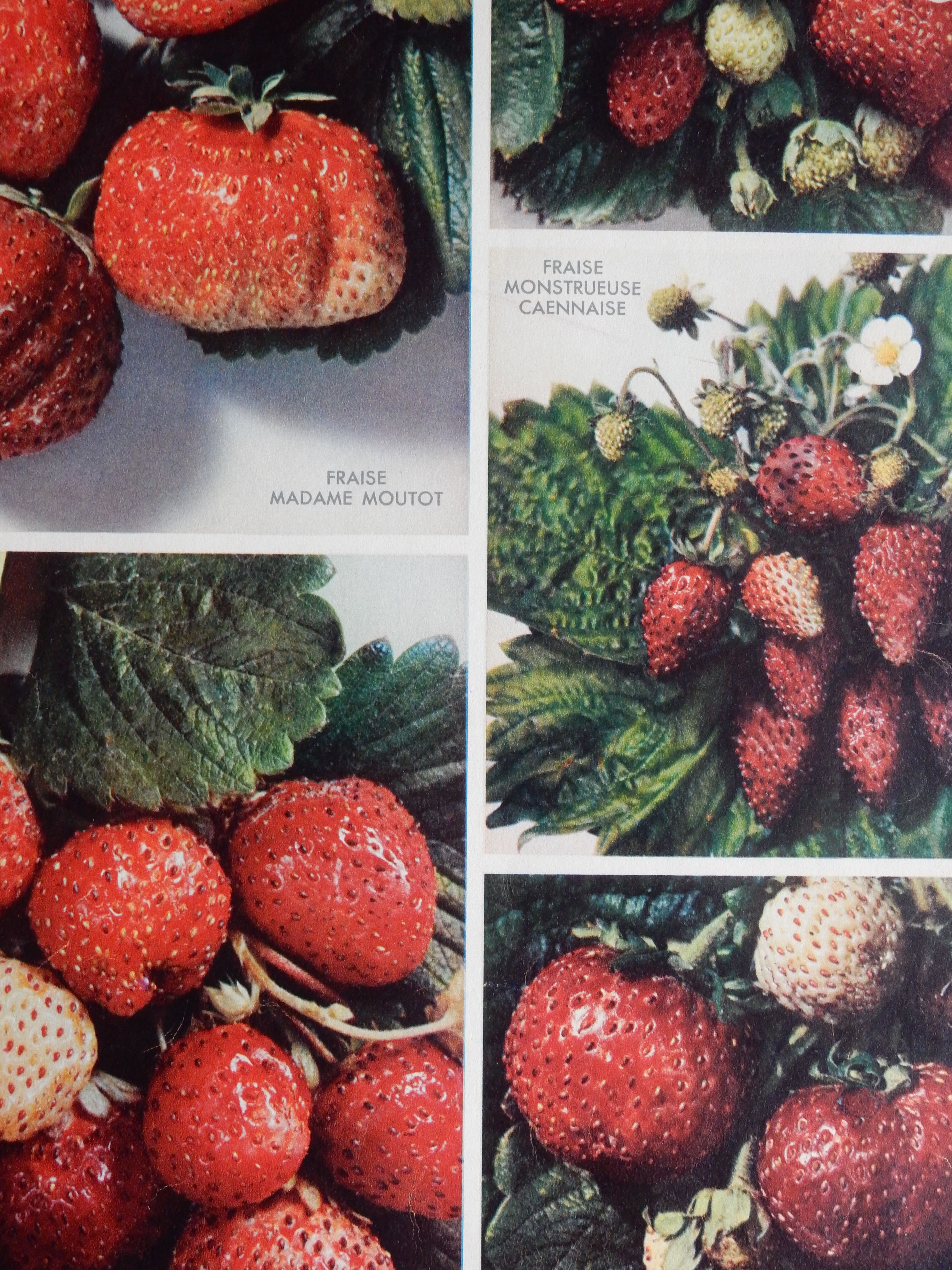 Botanical poster on strawberries 1947 Delbard