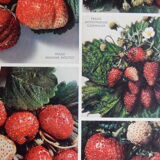 Botanical poster on strawberries 1947 Delbard