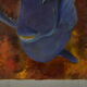 Huile sur toile poisson chirurgien bleu