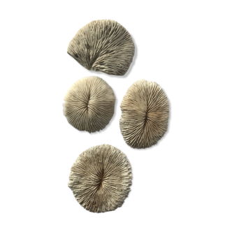 Coral Lot