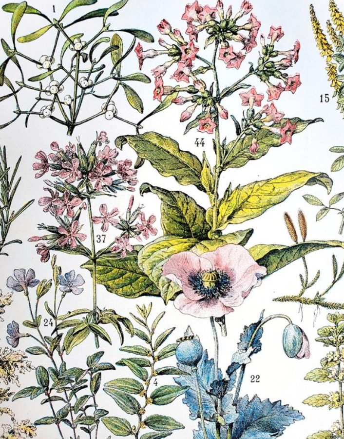 Duo of plates on medicinal plants