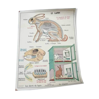 Vintage school poster - The rabbit and the insectivores