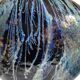 vase oblong larochére noire et bleu avec  XX siècle