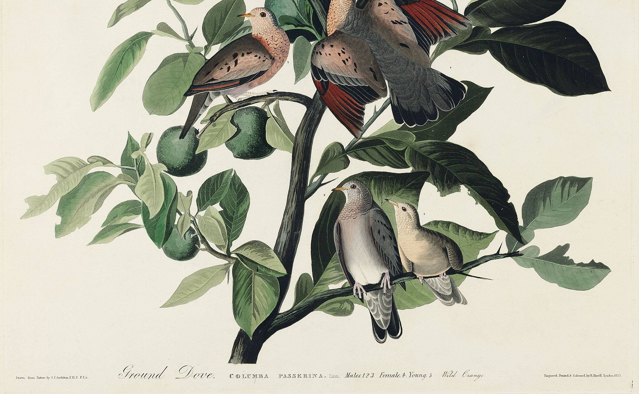 Poster of the Long-tailed Turtle Dove, after an old engraving