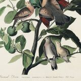 Poster of the Long-tailed Turtle Dove, after an old engraving