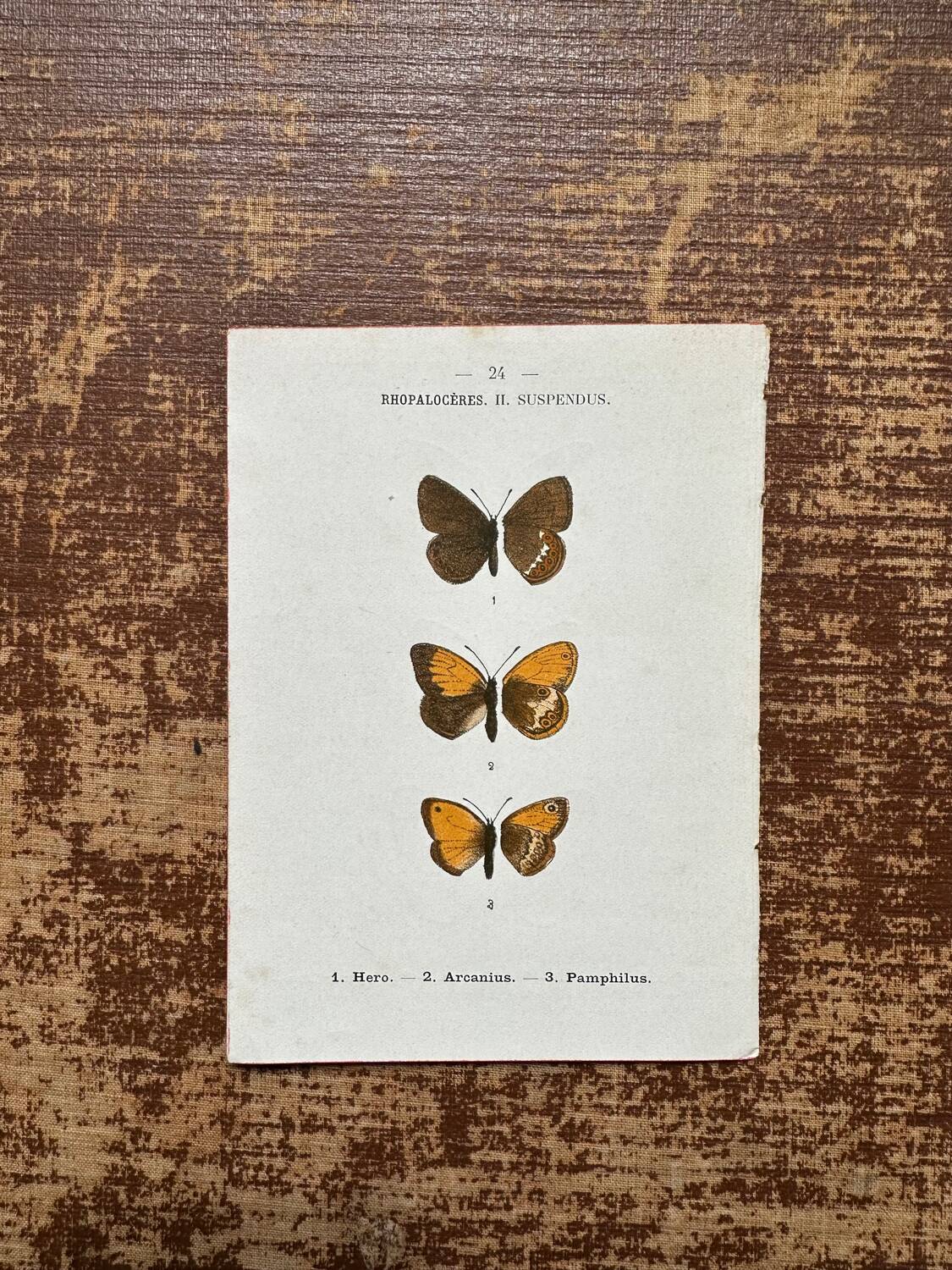 Gravure botanique, planche naturaliste ancienne papillons