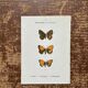 Gravure botanique, planche naturaliste ancienne papillons