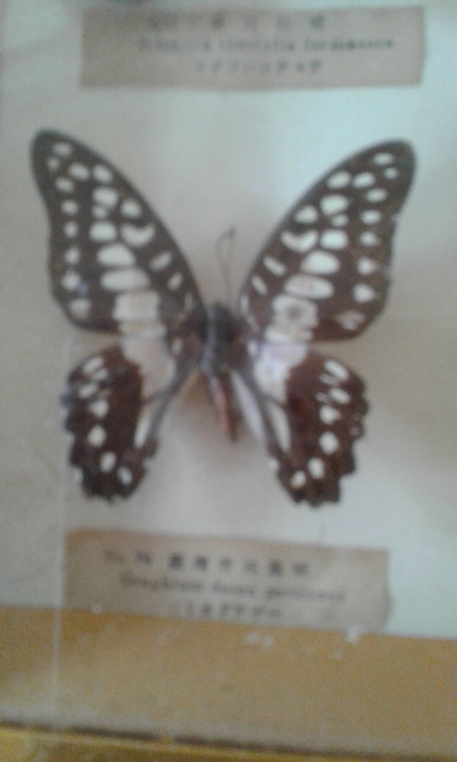 Naturalized butterfly frame
