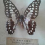 Naturalized butterfly frame