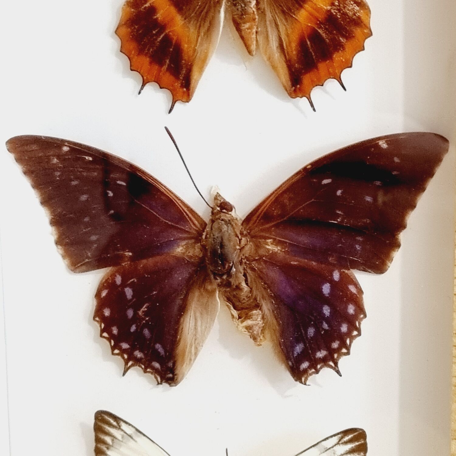 Frame 9 butterflies naturalized Congo 1984